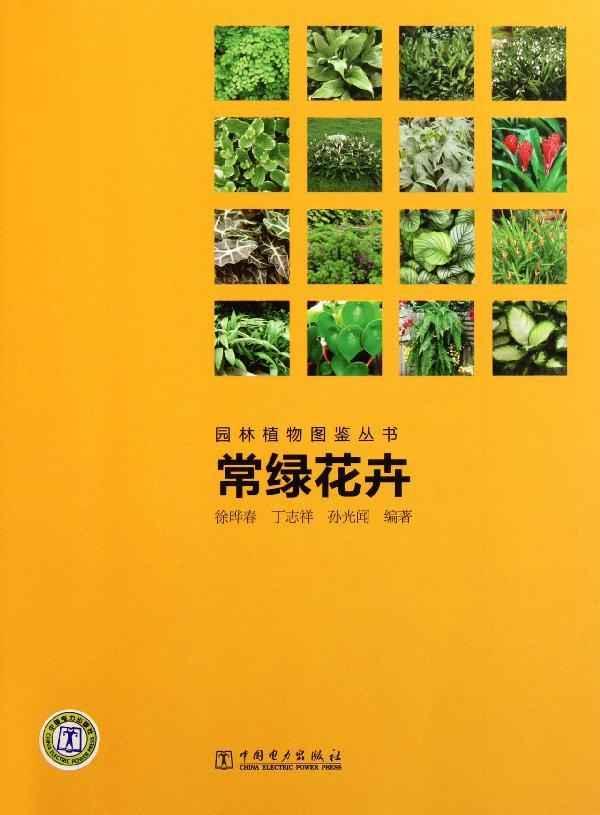 藤本及水生植物-孙光闻藤本蔷薇 藤本莉娜1