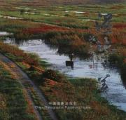 湿地之美：微山湖湿地掠影 免运费