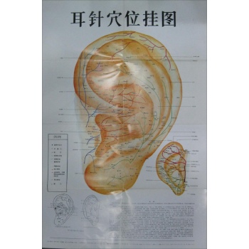 耳针穴位挂图