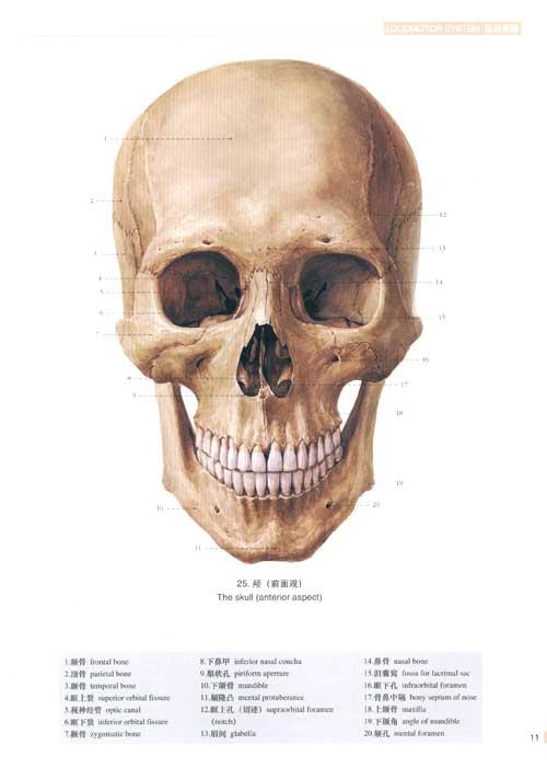 人体解剖学彩色图谱(第二版)